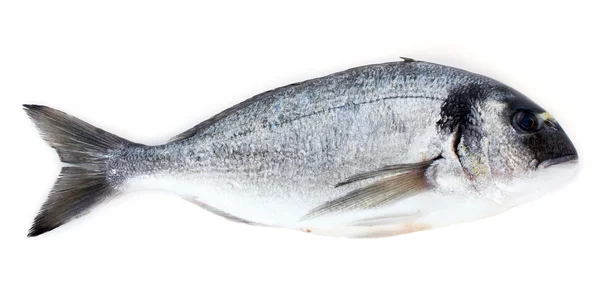 Свежая рыба на белом — стоковое фото