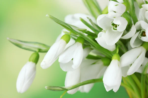 Beautiful snowdrops on green background — Stock Photo, Image