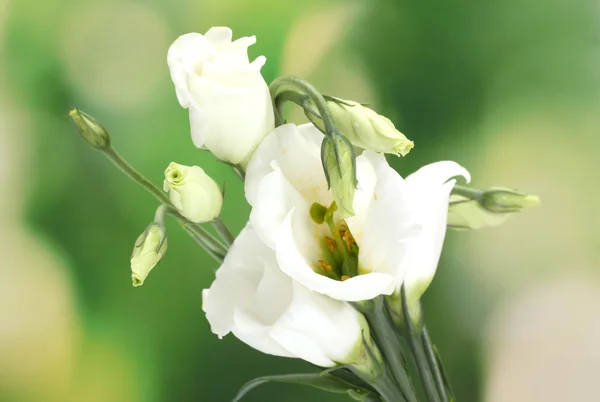 Όμορφα ανοιξιάτικα λουλούδια σε πράσινο φόντο — Φωτογραφία Αρχείου