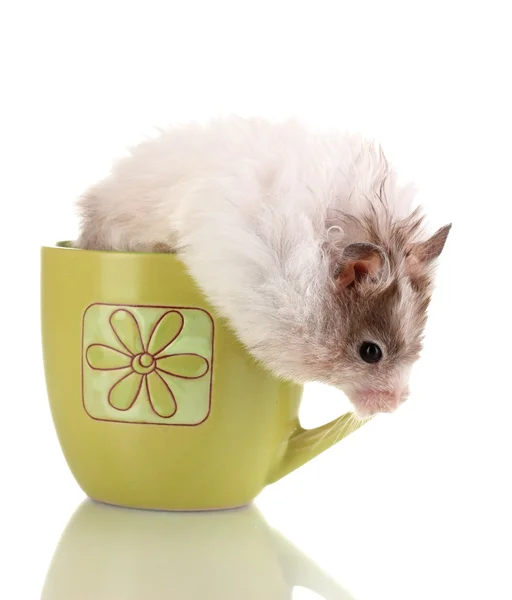 Niedlichen Hamster in Tasse isoliert weiß — Stockfoto