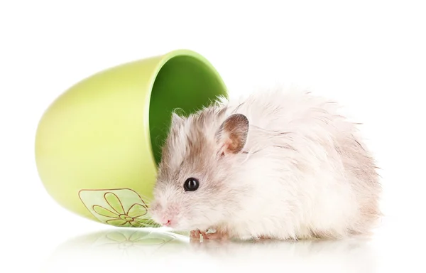 Cute hamster in cup isolated white — Stock Photo, Image