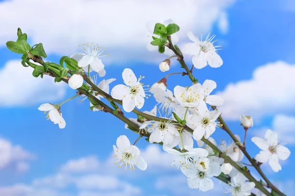 Красивый цветок вишни на голубом фоне неба — стоковое фото