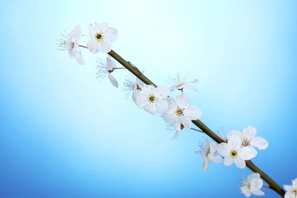 Hermosa flor de cerezo sobre fondo azul —  Fotos de Stock