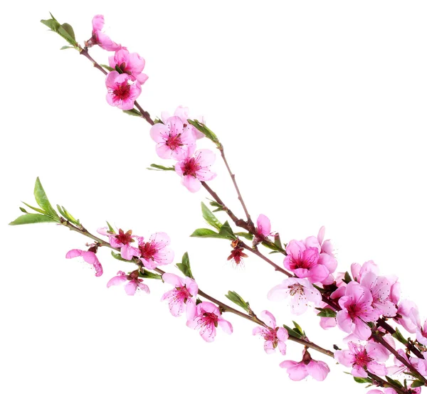 Krásné růžové broskvový květ izolovaných na bílém — Stock fotografie