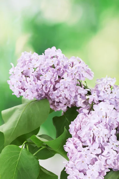 美丽的淡紫色花朵绿色背景 — 图库照片