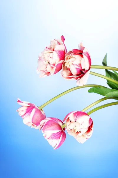 Bei tulipani su sfondo blu — Foto Stock