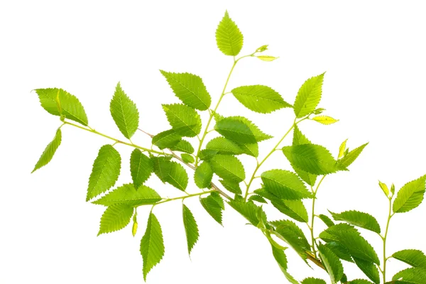 Schöner grüner Zweig isoliert auf weiß — Stockfoto