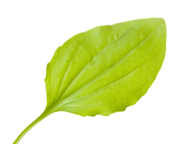 Plantain leaf isolated on a white — Stock Photo, Image