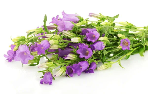 Blue bell virágok elszigetelt fehér — Stock Fotó