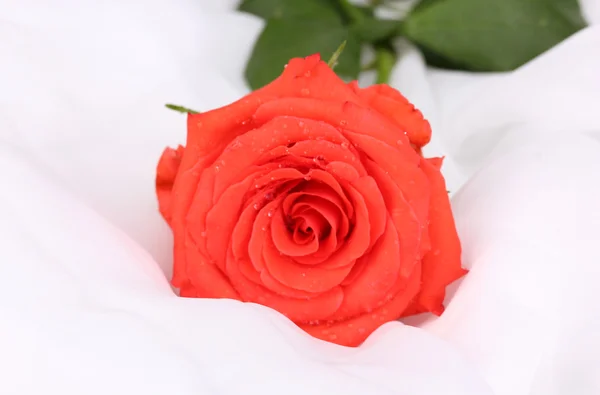 Όμορφο τριαντάφυλλο σε λευκό ύφασμα — Φωτογραφία Αρχείου