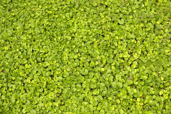 Nahaufnahme von grünem Rasen — Stockfoto