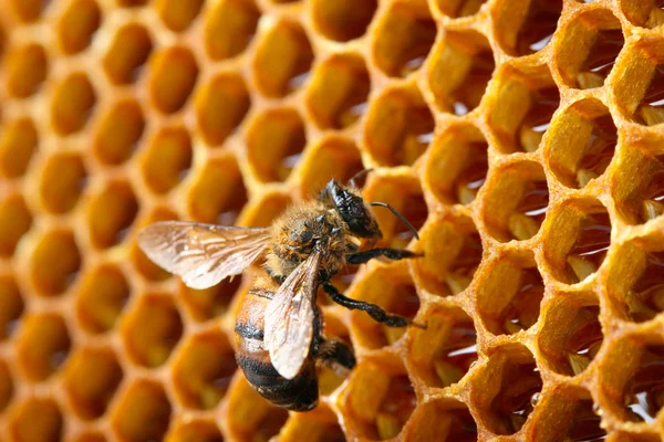 Żółty piękny plaster miodu z miodem i pszczoła, tło — Zdjęcie stockowe