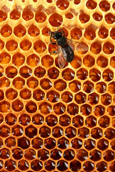 Sarı güzel Petek Bal ve arı, arka plan — Stok fotoğraf