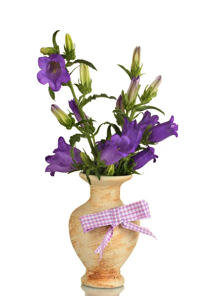 Blue bell bloemen in vaas geïsoleerd op wit — Stockfoto