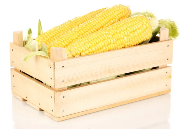 Fresh corn cobs in crate isolated on white — Stock Photo, Image