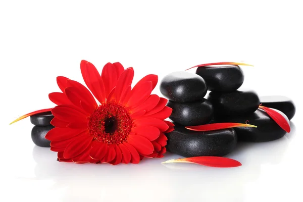 Wellness-Steine, rote Blüten und Blütenblätter isoliert auf weiß — Stockfoto
