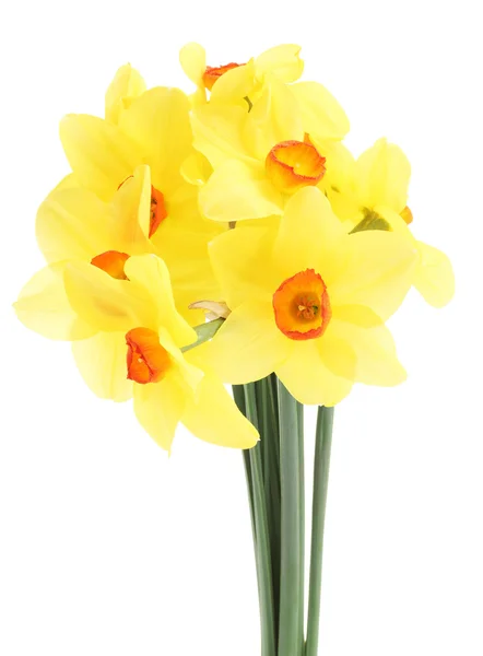 Hermosos narcisos amarillos aislados en blanco — Foto de Stock