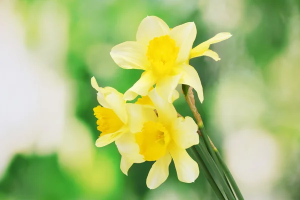 Belos narcisos amarelos no fundo verde — Fotografia de Stock