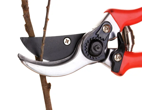 Trimming tree branch with pruner isolated on white — Stock Photo, Image
