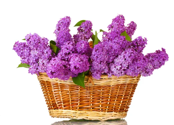 Hermosas flores lila en cesta aislada en blanco — Foto de Stock