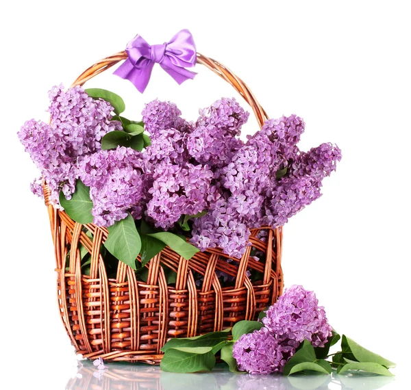 Beautiful lilac flowers in basket isolated on white — Stock Photo, Image
