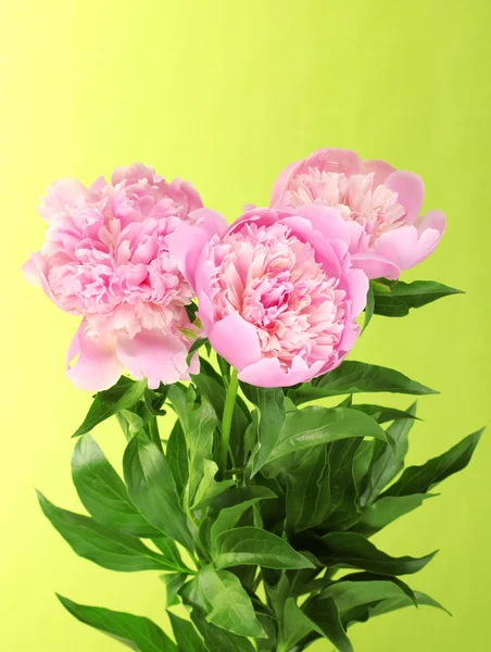 Tre peonie rosa su sfondo verde — Foto Stock