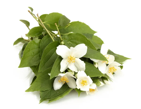 아름 다운 재 스민 꽃 잎이 흰색 절연 — 스톡 사진
