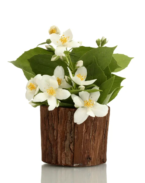 stock image Beautiful jasmine flowers in flowerpot isolated on white