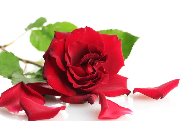 Piękna czerwona róża z płatkami na białym tle — Zdjęcie stockowe
