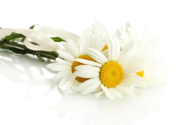 Belles marguerites fleurs isolées sur blanc — Photo