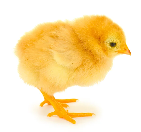Beautiful little chicken isolated on the white — Stock Photo, Image