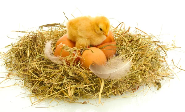 Красивая маленькая курица, яйца и яичная скорлупа в гнезде, изолированные на белом — стоковое фото