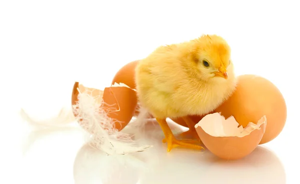 Beautiful little chicken, eggshell and eggs isolated on the white — Stock Photo, Image