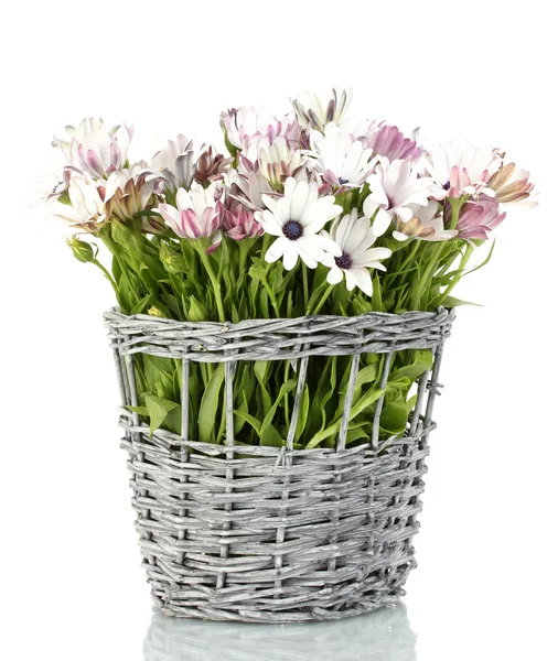 Bukett med vakre sommerblomster i fletteløs vase, isolert i hvitt – stockfoto