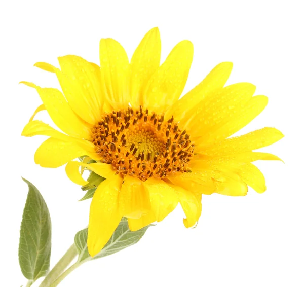 Schöne Sonnenblume, isoliert auf weiß — Stockfoto