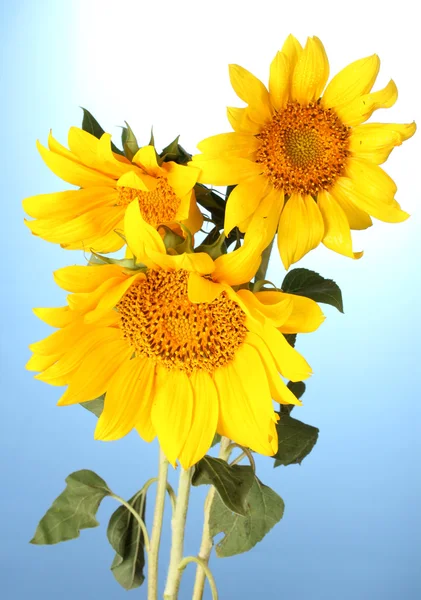 Piękne słoneczniki, na niebieskim tle — Zdjęcie stockowe