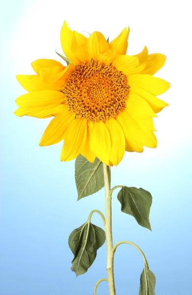 Kaunis auringonkukka, sinisellä taustalla — kuvapankkivalokuva