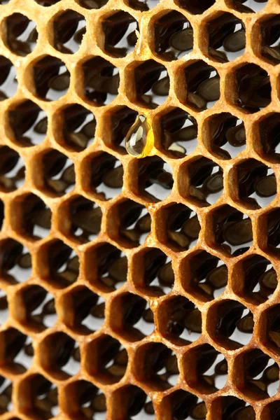 Gelb schöne Wabe mit Honig, Hintergrund — Stockfoto