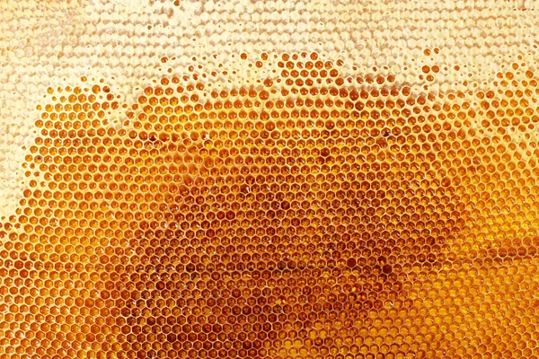Желтые красивые соты с медом, фон — стоковое фото