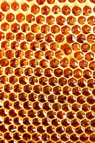 Amarillo hermoso panal con miel, fondo —  Fotos de Stock