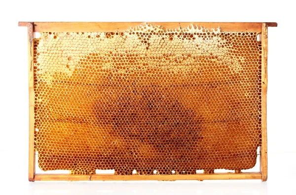 stock image Yellow beautiful honeycomb frame with honey, isolated on white