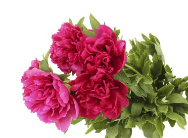 güzel pembe peonies üzerinde beyaz izole