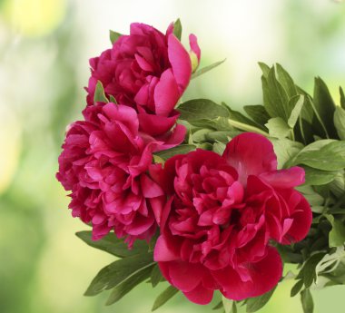 güzel pembe peonies yeşil zemin üzerine