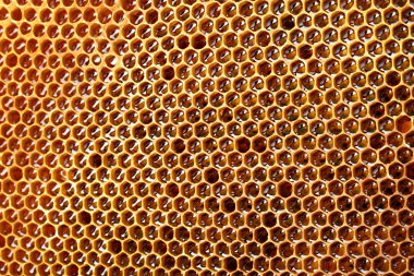 Yellow beautiful honeycomb with honey, background clipart