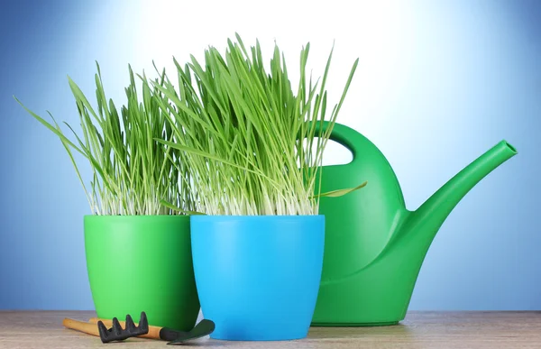Beautiful grass in a flowerpots, watering can and garden tools on wooden table on blue background — Stock Photo, Image