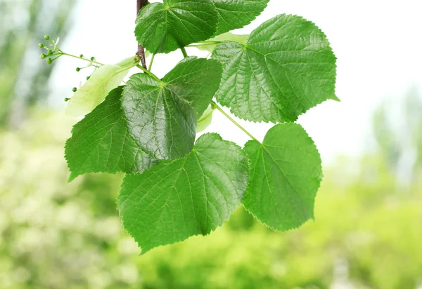 Lipa zielony liści na zielonym tle — Zdjęcie stockowe