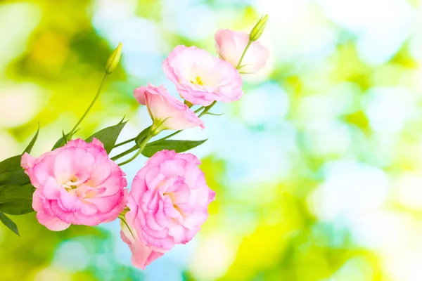 Bouquet of eustoma flowers, on green background — Stock Photo, Image