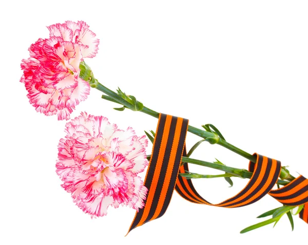 stock image Carnations and St. George's ribbon isolated on white