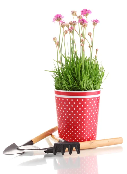 In pot met instrumenten geïsoleerd op wit-roze bloemen — Stockfoto