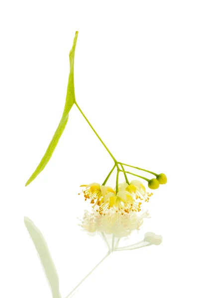 Tak van linden bloemen geïsoleerd op wit — Stockfoto